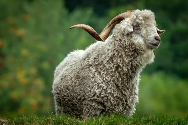 Gros Plan Mouton Blanc Dans Pâturage Sur Fond Flou — Photo