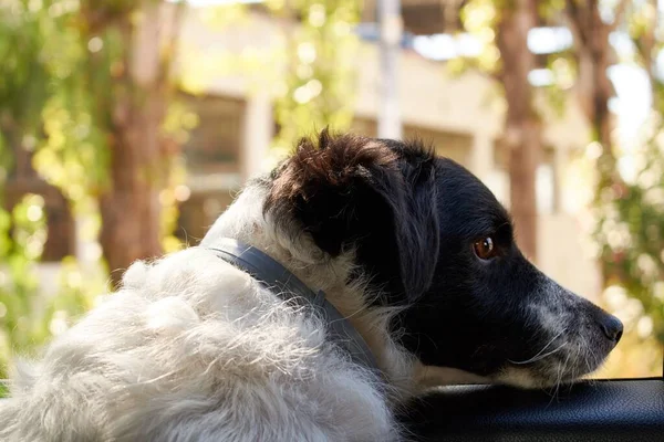 かわいい黒と白の犬のクローズアップショット — ストック写真