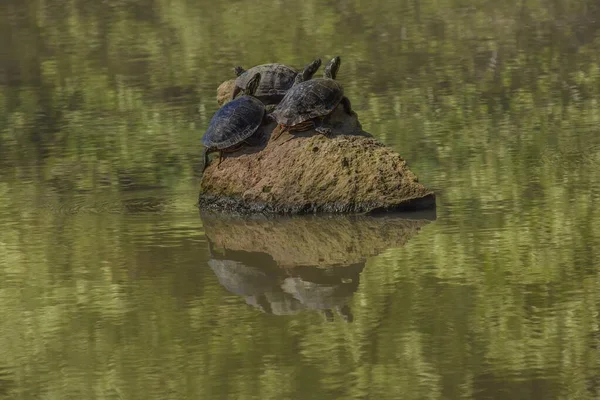 A closeup shot of turtles standing on a rock in the middle of the water
