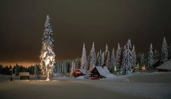 Снимок домиков в лесу с высокими деревьями, засыпанными снегом зимой ночью — стоковое фото