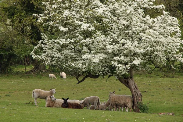 Hermosa foto de una manada de ovejas en un pasto bajo un hermoso árbol con flores blancas — Foto de Stock