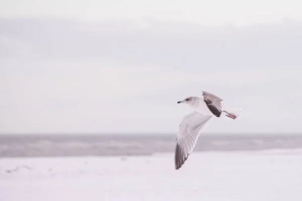 Selective Focus Shot European Herring Gull Freely Flying Cold Weather — 图库照片
