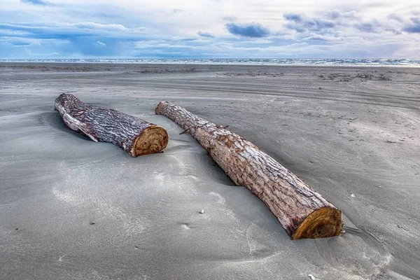 Hermosa toma de troncos de árboles colocados en la arena en la playa bajo el cielo nublado — Foto de Stock