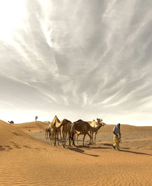 Plano Vertical Camellos Caminando Por Desierto Con Dueño Bajo Cielo —  Fotos de Stock