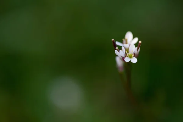 Foco seletivo close-up tiro de uma bela flor Matricaria recutita — Fotografia de Stock