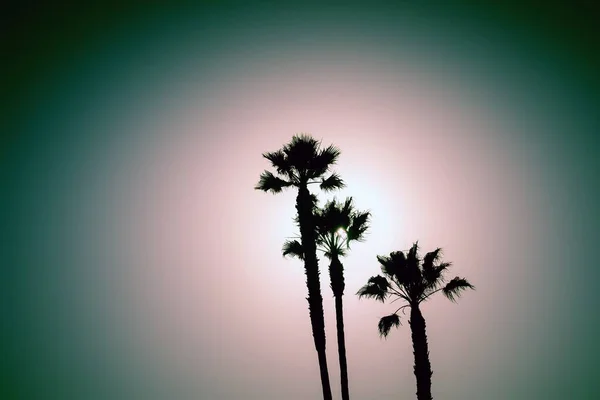 Alçak açılı siluet, nefes kesen gökyüzünün altında palmiye ağaçlarının görüntüsü. — Stok fotoğraf