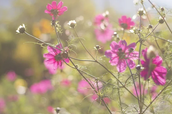Selective focus shot of beautiful pink Garden Cosmos flowers on a blurred background — Stock Photo, Image