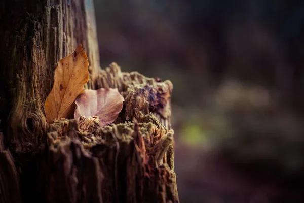 A closeup selective focus shot of a tree with orange autumn leaves in the middle of a forest