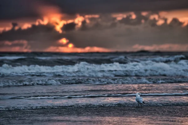 Dalgalı okyanusun üzerinde nefes kesen gün batımında kumsalda duran tatlı bir kuş. — Stok fotoğraf
