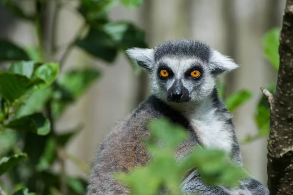 Selektiv Fokus Närbild Bild Ring Tailed Lemur Uppmärksamt Tittar Kameran — Stockfoto