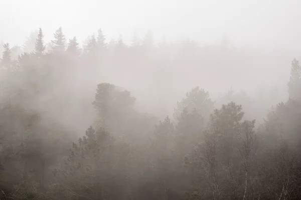 Туманный пейзаж леса в мрачный день — стоковое фото