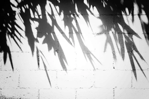 Mur de blocs creux avec des ombres de feuilles d'arbre - idéal pour un fond ou un papier peint frais — Photo