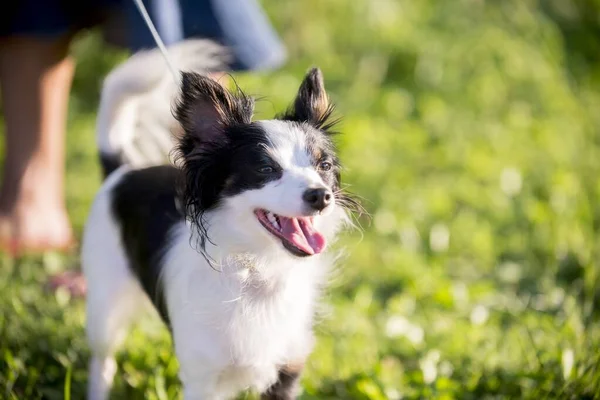 Nahaufnahme eines schwarz-weißen Begleithundes mit offenem Maul in einem Feld — Stockfoto