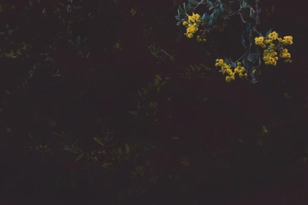 森の中に緑の葉を持つ黄色の花の美しいショット-自然の背景のために素晴らしい — ストック写真