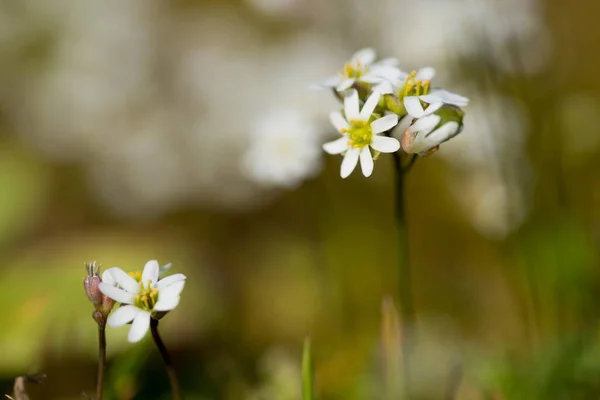 Выборочный снимок крупным планом красивого цветка Matricaria recutita — стоковое фото