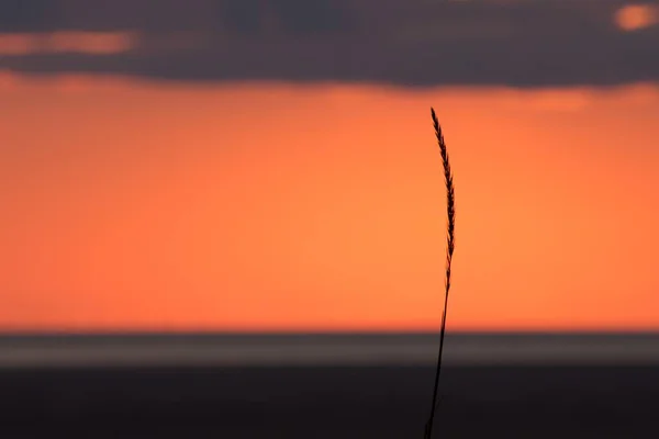 Селективный снимок крупным планом одного всплеска пшеницы на оранжевом фоне — стоковое фото