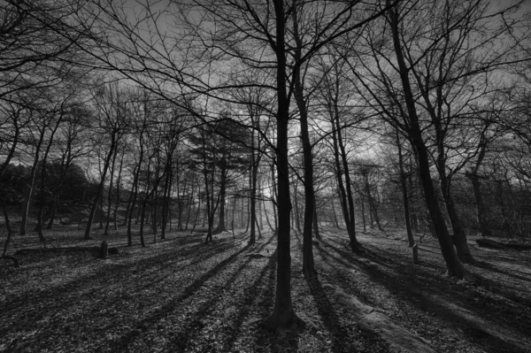 Plan à faible angle en niveaux de gris de grands arbres au milieu de la forêt au coucher du soleil — Photo