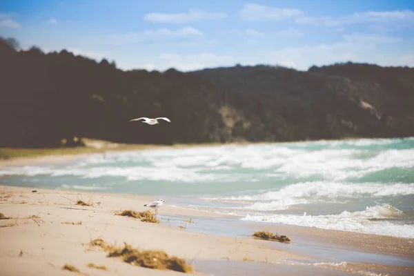 a beautiful shot of seagulls on a beach shore with a blurred background at daytime