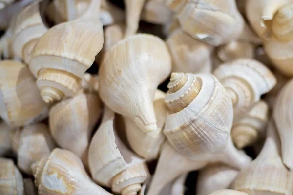 Closeup shot of seashells on each other with a blurred background — Stock Photo, Image