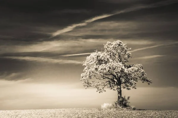 Szürkeárnyas felvétel egy magányos fáról egy mező közepén a sötét ég alatt. — Stock Fotó