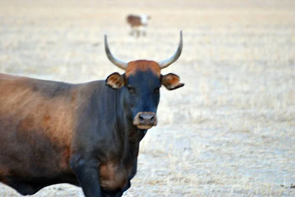 Tiro fechado de um touro zangado no meio de um campo — Fotografia de Stock