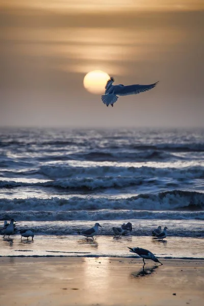 Gün batımında kumsalda takılan kuşların dikey görüntüsü. — Stok fotoğraf