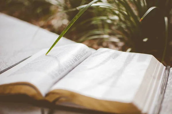 Primo piano di una bibbia aperta vicino a una pianta con uno sfondo sfocato — Foto Stock