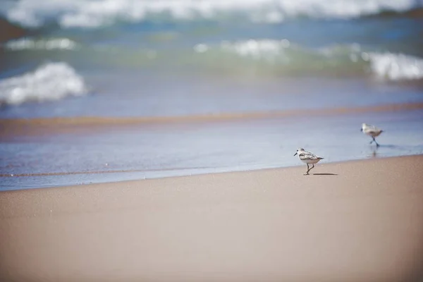 Beau Cliché Mouettes Marchant Sur Rivage Plage Avec Fond Flou — Photo