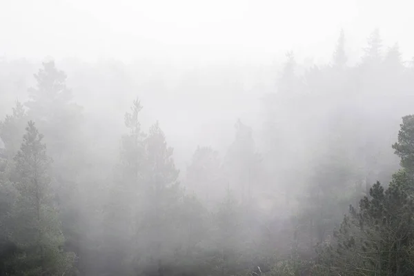 Paisagem nebulosa de uma floresta em um dia sombrio — Fotografia de Stock