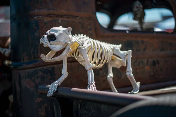 Крупним планом знімок білого скелета тварини на розмитому фоні — стокове фото