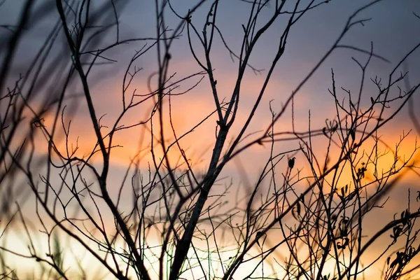 Krásný záběr holého stromu s úchvatným výhledem na západ slunce v pozadí — Stock fotografie