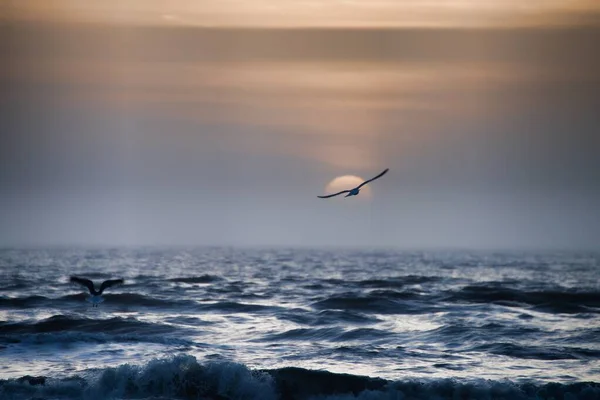 Gün batımında okyanusun üzerinde uçan bir kuşun güzel manzarası mükemmel bir manzara yaratıyor. — Stok fotoğraf