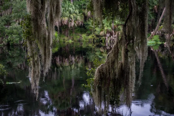 Vacker natur av träd reflektera gin sjön i mitten av en skog — Stockfoto