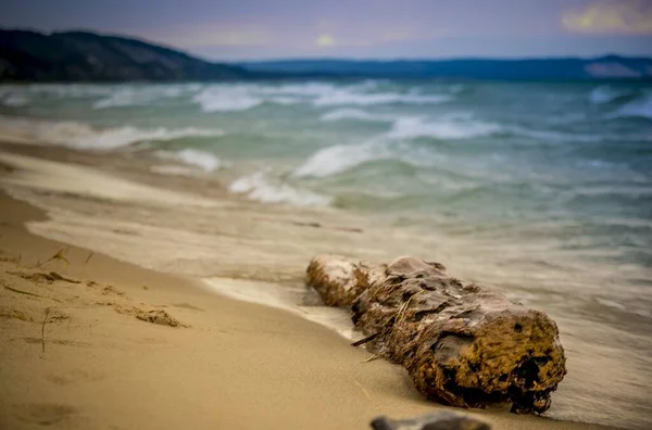 Tembakan jarak dekat dari pohon yang patah di pantai dengan laut kabur di latar belakang — Stok Foto