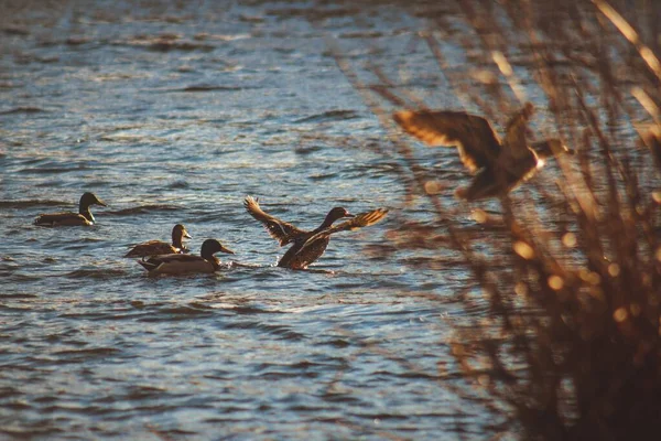 Beautiful Shot Flock Ducks Lake Perfect Article Hunting — Stock Photo, Image
