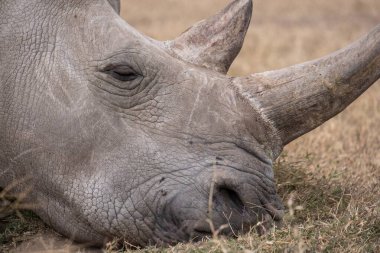 A closeup shot of a magnificent Northern white rhino captured in Ol Pejeta, Kenya clipart