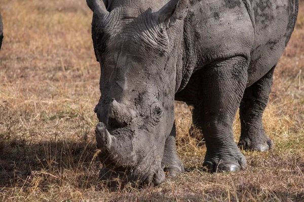 Plan Rapproché Rhinocéros Boueux Broutant Sur Champ Capturé Pejeta Kenya — Photo