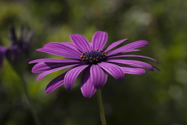 Primer plano de una hermosa flor de margarita africana de pétalos púrpura sobre un fondo borroso — Foto de Stock