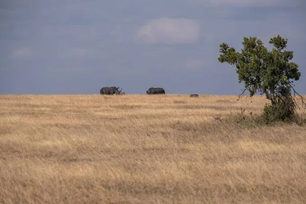 Uma Bela Vista Alguns Rinocerontes Uma Árvore Uma Colina Capturada — Fotografia de Stock