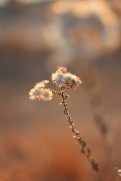 Mise au point sélective verticale d'une cotonnière — Photo