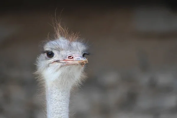 Closeup shot of a cute ostrich on a blurred background — Stock Photo, Image