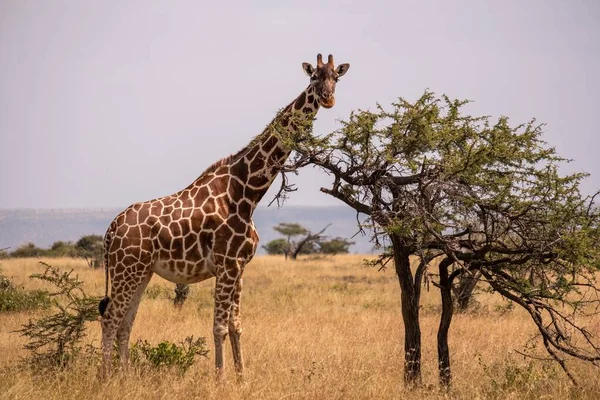 Une Girafe Broutant Arbre Milieu Jungle Africaine Samburu Kenya — Photo