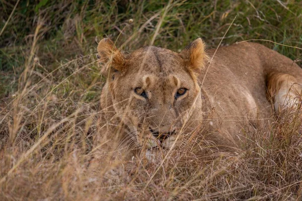 Primer Plano Una Leona Escondida Campo Cubierto Hierba Pejeta Kenia —  Fotos de Stock