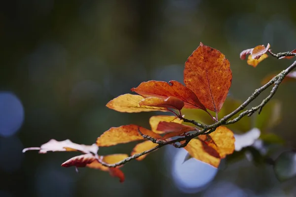 Enfoque Selectivo Una Pequeña Rama Hojas Amarillas Otoño Sobre Fondo —  Fotos de Stock