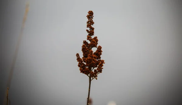 Captura selectiva de enfoque de una rama con flores rojas sobre fondo blanco borroso —  Fotos de Stock