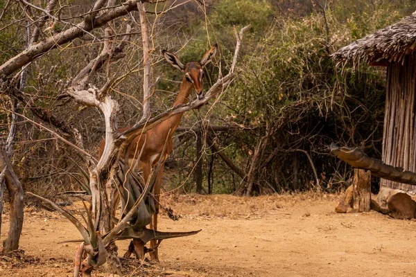 Bela corça cervo entre árvores secas com a selva no fundo no Quênia, Nairobi, Samburu — Fotografia de Stock