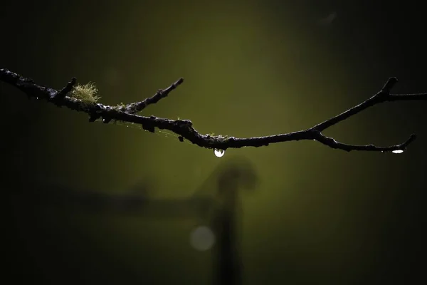 Selectieve focus shot van een dauwdruppel op een tak op wazige achtergrond — Stockfoto