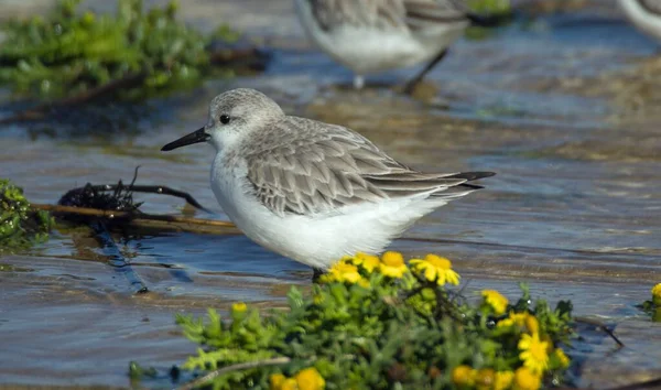 Closeup tiro de uma bela dunlin pássaro água potável no lago com flores amarelas — Fotografia de Stock