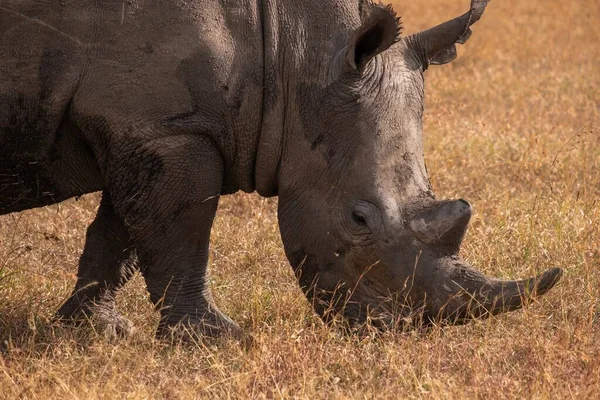 Closeup Shot Muddy Rhinoceros Grazing Field Captured Pejeta Kenya — Stock Photo, Image