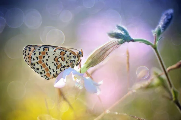 Plan rapproché extrême d'un papillon aux ailes magnifiquement texturées assis sur une plante — Photo